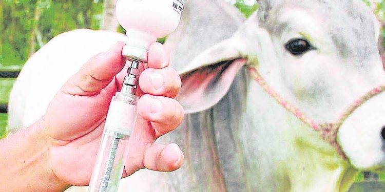 El 18 de mayo dará inicio el primer ciclo de vacunación 2020 contra la fiebre aftosa y la brucelosis bovina