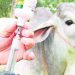 El 18 de mayo dará inicio el primer ciclo de vacunación 2020 contra la fiebre aftosa y la brucelosis bovina