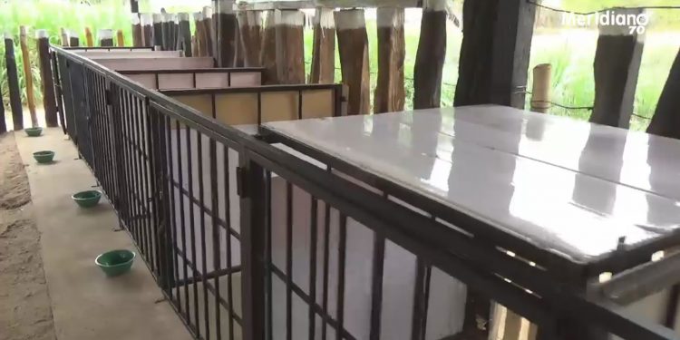 Hogar de paso animal fue inaugurado en Arauca