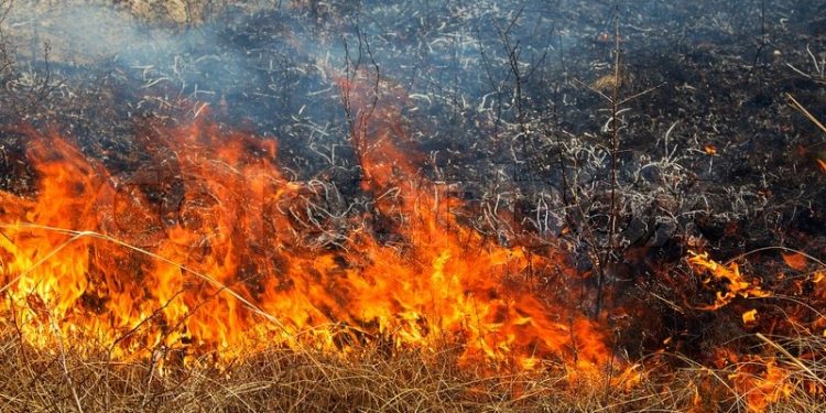 Corporinoquia anuncia duras sanciones contra quienes atenten contra el medio ambiente