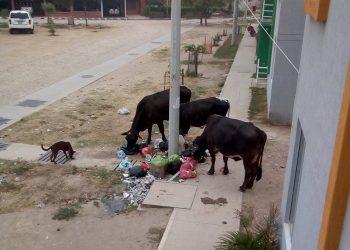 Las vacas hacen de las suyas con la basura en Arauca