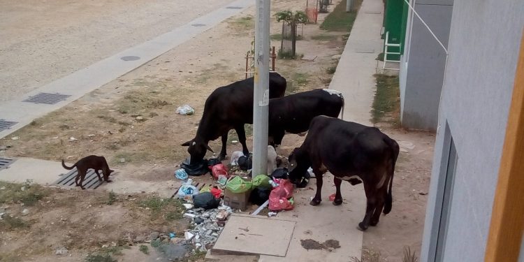 Las vacas hacen de las suyas con la basura en Arauca