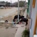 Las vacas hacen de las suyas con la basura en Arauca
