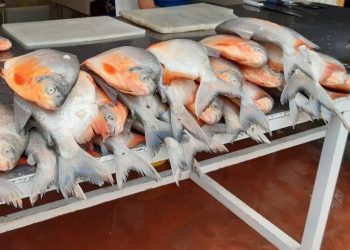 Gremio de pescadores araucanos en crisis