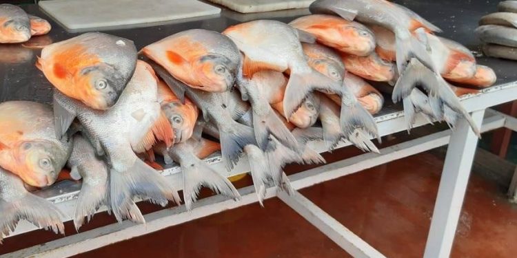Gremio de pescadores araucanos en crisis