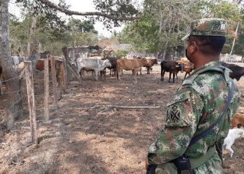 El ejército recuperó 93 animales de los que le habían robado a don José Santos Ruiz