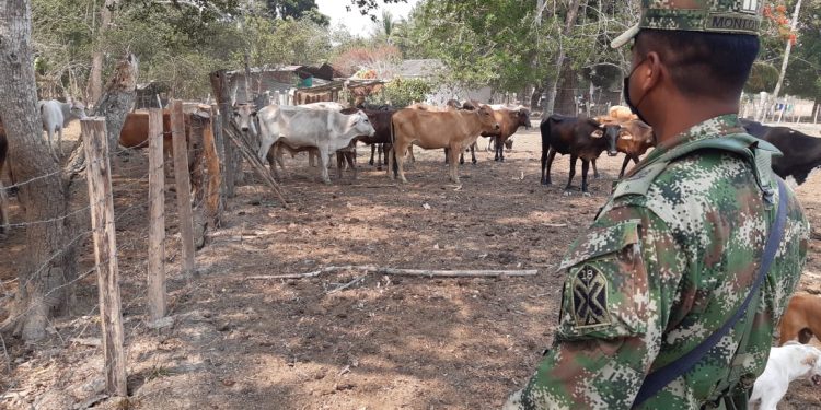 El ejército recuperó 93 animales de los que le habían robado a don José Santos Ruiz
