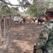 El ejército recuperó 93 animales de los que le habían robado a don José Santos Ruiz