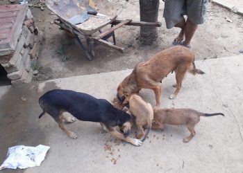 Fundación Huellitas del Llano pide ayuda a gritos para alimentar a sus animalitos
