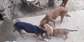 Fundación Huellitas del Llano pide ayuda a gritos para alimentar a sus animalitos