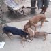 Fundación Huellitas del Llano pide ayuda a gritos para alimentar a sus animalitos