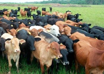 En plena cuarentena se robaron más de 300 cabezas de ganado en Arauca