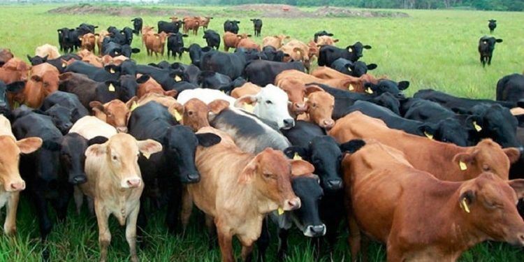 En plena cuarentena se robaron más de 300 cabezas de ganado en Arauca