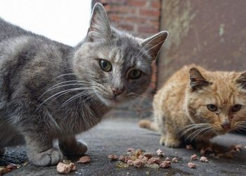 Dos gatos, primeras mascotas en dar positivo por coronavirus en Nueva York