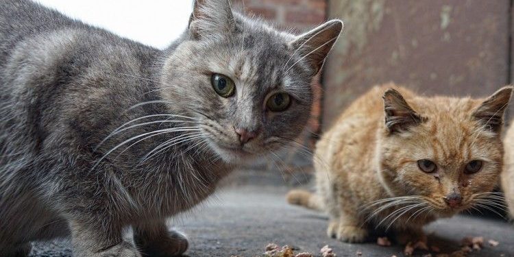 Dos gatos, primeras mascotas en dar positivo por coronavirus en Nueva York