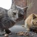Dos gatos, primeras mascotas en dar positivo por coronavirus en Nueva York