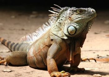 Las iguanas: especie en riesgo debido a la caza por subsistencia