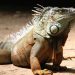 Las iguanas: especie en riesgo debido a la caza por subsistencia