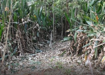Denuncian destrucción de bosque en predios del pozo de las babas