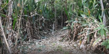 Denuncian destrucción de bosque en predios del pozo de las babas