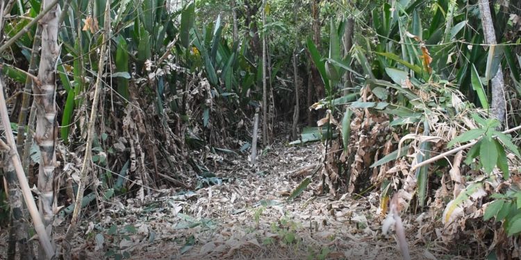Denuncian destrucción de bosque en predios del pozo de las babas