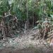 Denuncian destrucción de bosque en predios del pozo de las babas