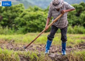 Haga parte de las alianzas productivas, la apuesta del Gobierno Nacional y departamental para apoyar a los productores araucanos