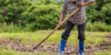 Haga parte de las alianzas productivas, la apuesta del Gobierno Nacional y departamental para apoyar a los productores araucanos