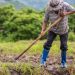 Haga parte de las alianzas productivas, la apuesta del Gobierno Nacional y departamental para apoyar a los productores araucanos