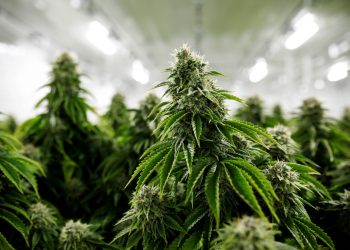 Colombia autorizó la primera exportación legal de cannabis a Estados Unidos