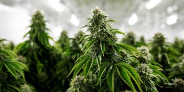 Colombia autorizó la primera exportación legal de cannabis a Estados Unidos