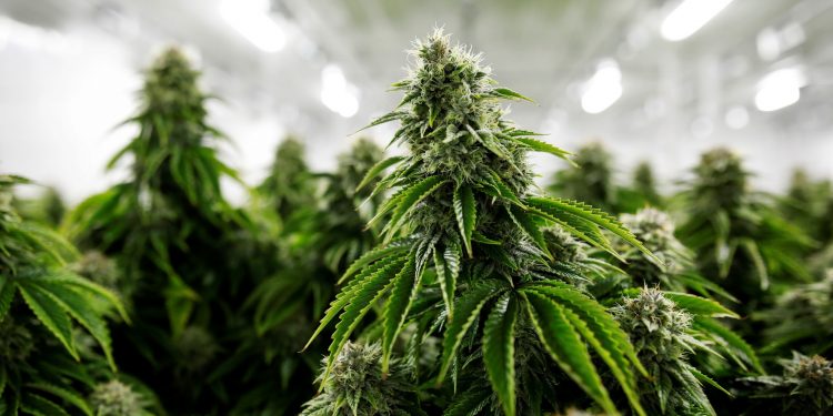 Colombia autorizó la primera exportación legal de cannabis a Estados Unidos