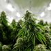Colombia autorizó la primera exportación legal de cannabis a Estados Unidos