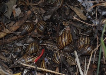 Caracoles africanos tienen atemorizados a habitantes del barrio Guarataros