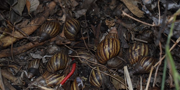 Caracoles africanos tienen atemorizados a habitantes del barrio Guarataros