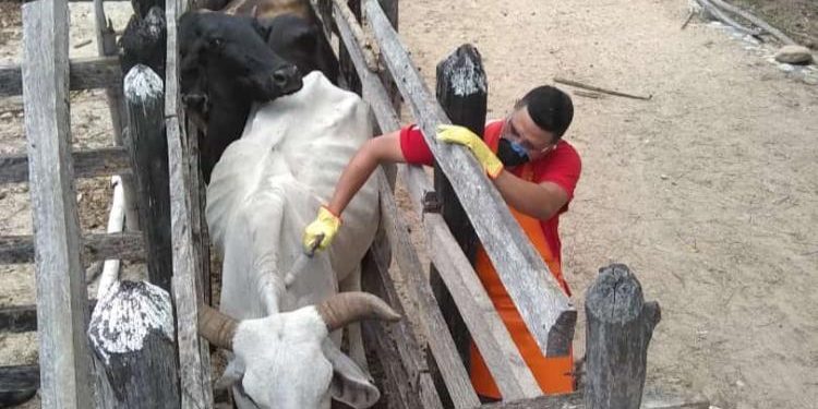 Con altos estándares en tecnología y bioseguridad avanza el primer ciclo de vacunación contra la fiebre aftosa
