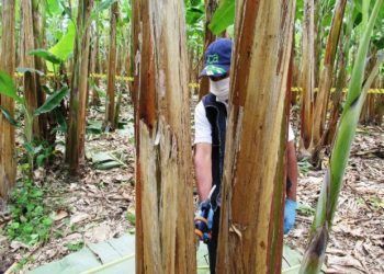 Plantaciones de plátano del departamento de Arauca bajo estricta vigilancia del ICA