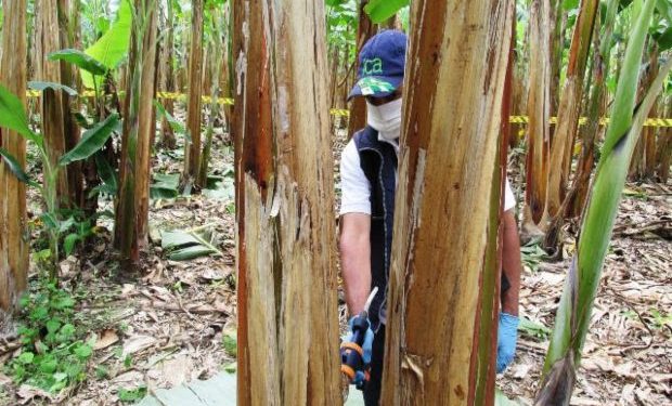 Plantaciones de plátano del departamento de Arauca bajo estricta vigilancia del ICA