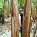 Plantaciones de plátano del departamento de Arauca bajo estricta vigilancia del ICA
