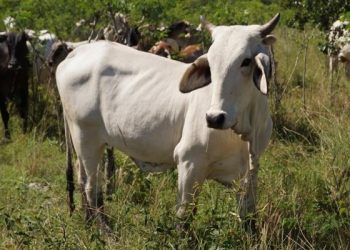 Ganaderos araucanos denuncian negligencia por parte del ICA