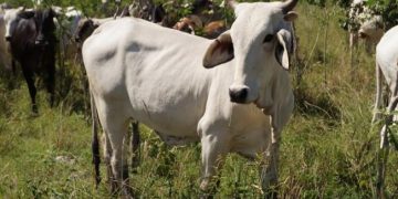 Ganaderos araucanos denuncian negligencia por parte del ICA