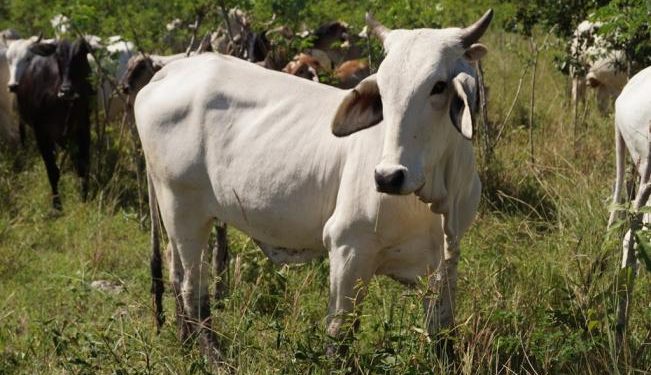 Ganaderos araucanos denuncian negligencia por parte del ICA