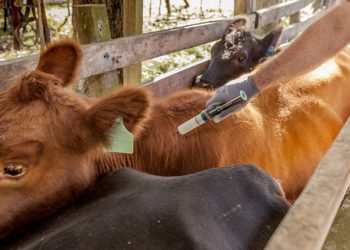 Coronavirus: Ganaderos del Piedemonte deben exigir medidas de autoprotección a vacunadores