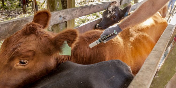 Coronavirus: Ganaderos del Piedemonte deben exigir medidas de autoprotección a vacunadores
