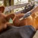 Coronavirus: Ganaderos del Piedemonte deben exigir medidas de autoprotección a vacunadores
