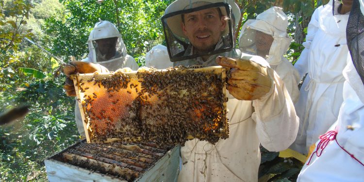 Desde Tame se exportarán 5 toneladas de miel de abeja al Ecuador
