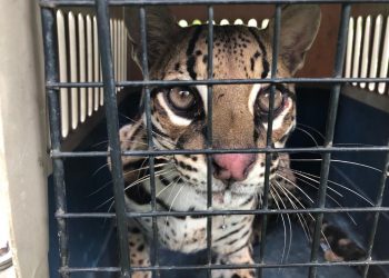 Autoridades ambientales lograron rescatar un tigrillo que se encontraba en riesgo de morir