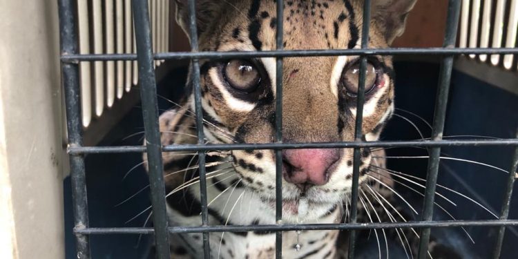 Autoridades ambientales lograron rescatar un tigrillo que se encontraba en riesgo de morir