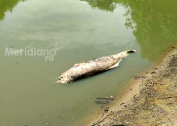 Cuatro toninas han muerto de forma repentina en Caño Jesús de la vereda Arrecifes