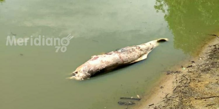 Cuatro toninas han muerto de forma repentina en Caño Jesús de la vereda Arrecifes